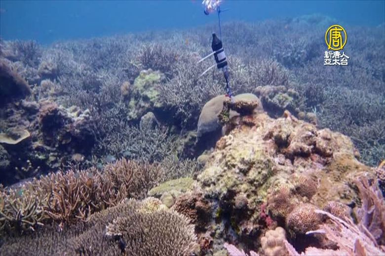 AI幫珊瑚「聽」診!新檢測法準確率達92%