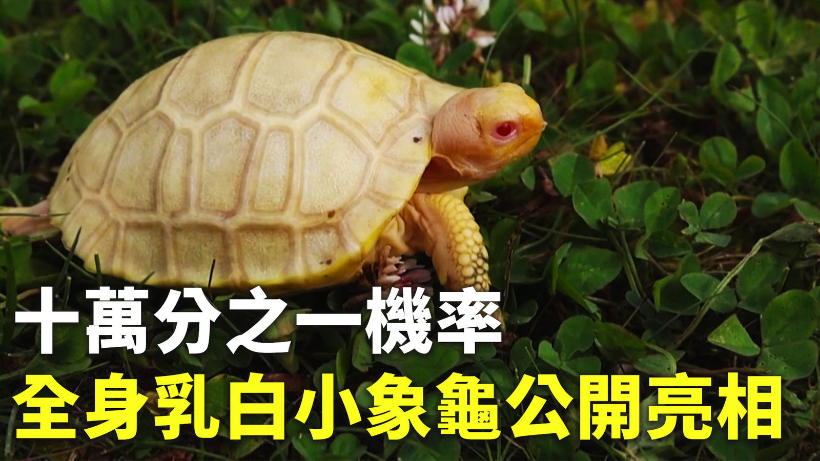 十萬分之一機率 全身乳白小象龜公開亮相