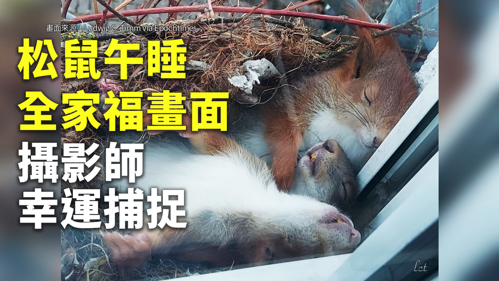 松鼠午睡全家福畫面 攝影師幸運捕捉