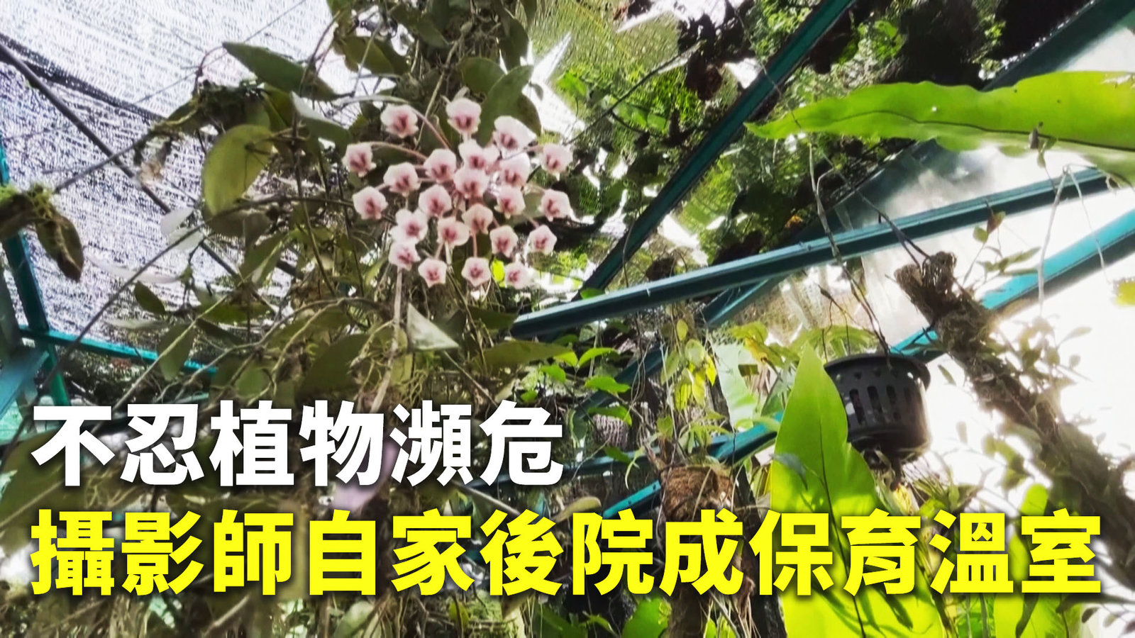 不忍植物瀕危 攝影師自家後院成保育溫室