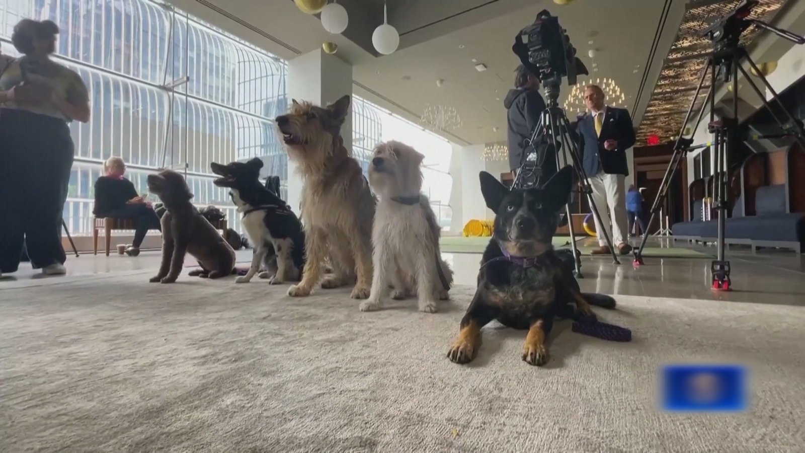 世界最負盛名狗展 3千500隻狗參與競賽