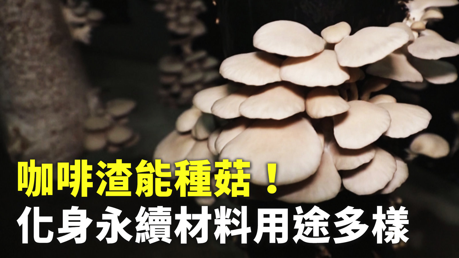 咖啡渣能種菇!化身永續材料用途多樣