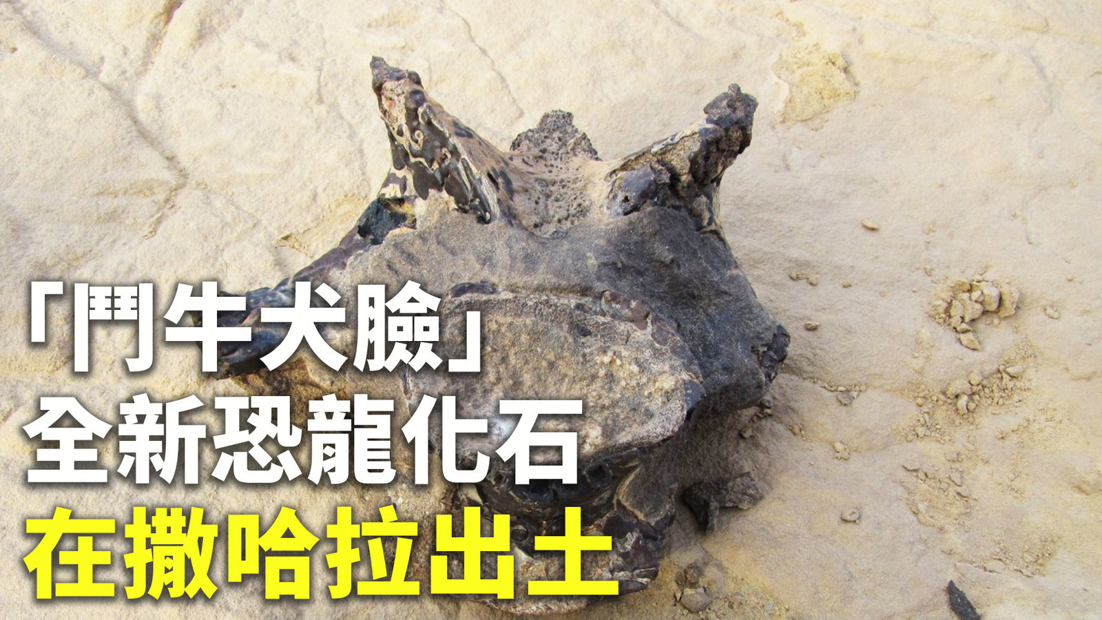 「鬥牛犬臉」全新恐龍化石 在撒哈拉出土