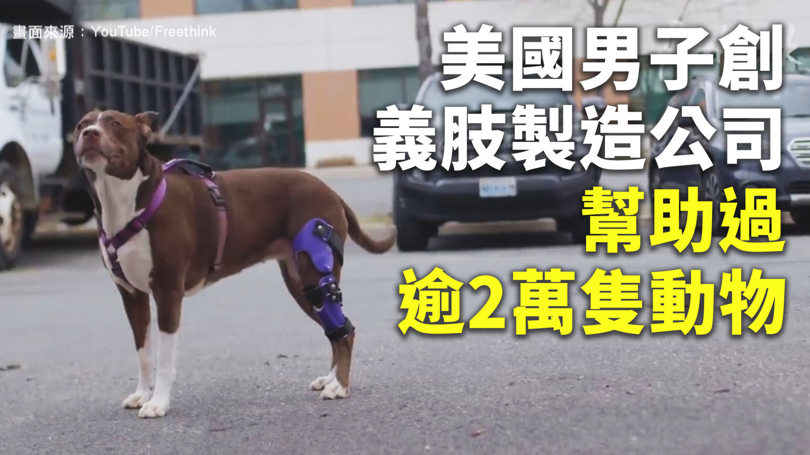 美男創義肢製造公司 幫助過逾2萬隻動物