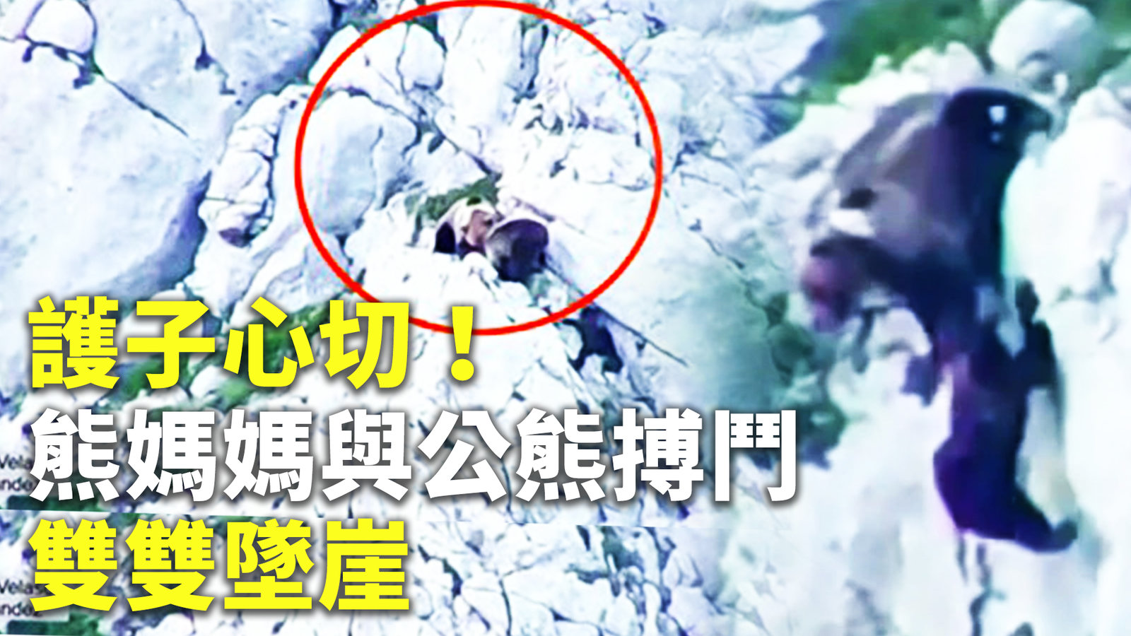 護子心切!熊媽媽與公熊搏鬥 雙雙墜崖