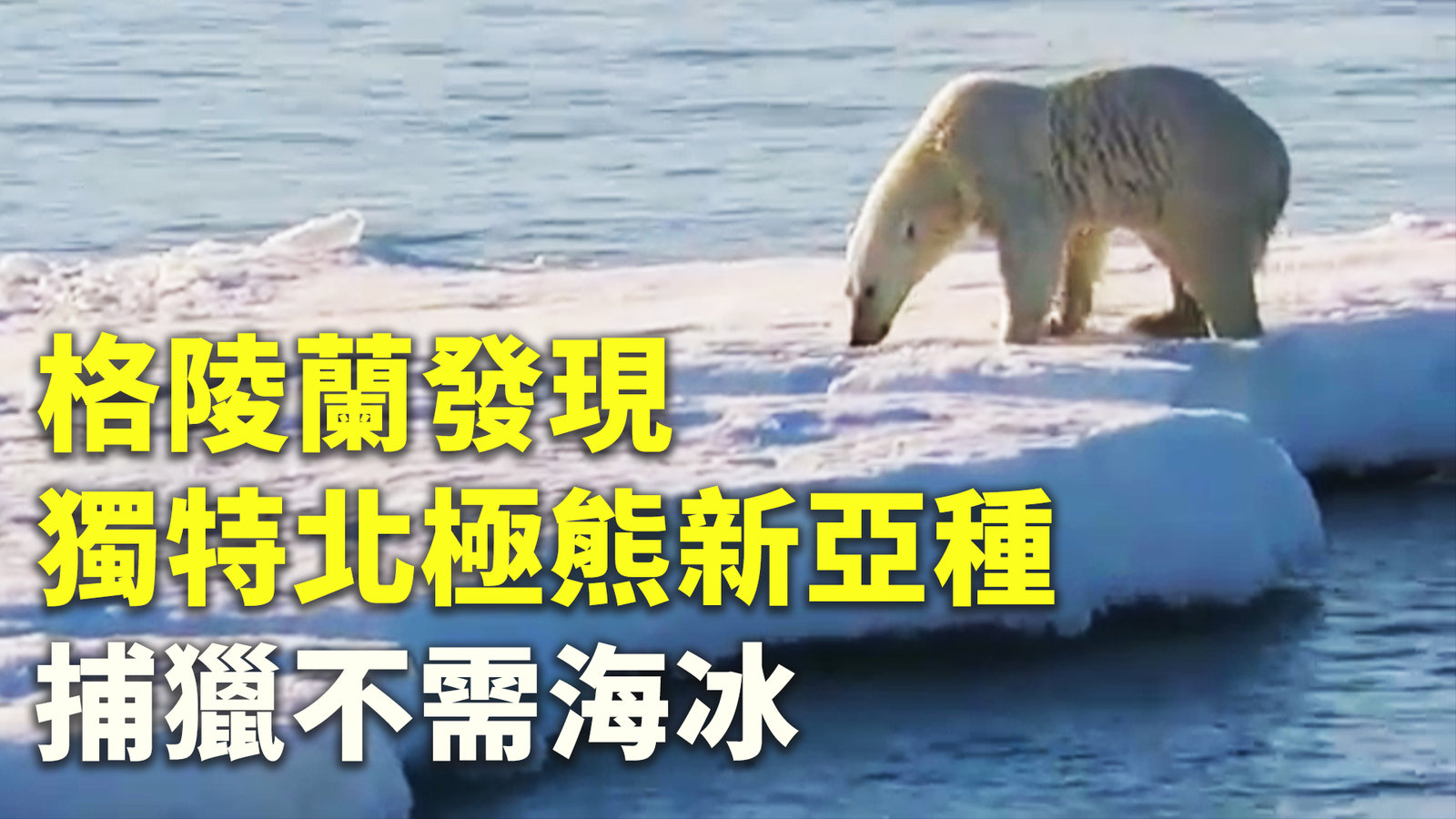 格陵蘭發現獨特北極熊新亞種 捕獵不需海冰