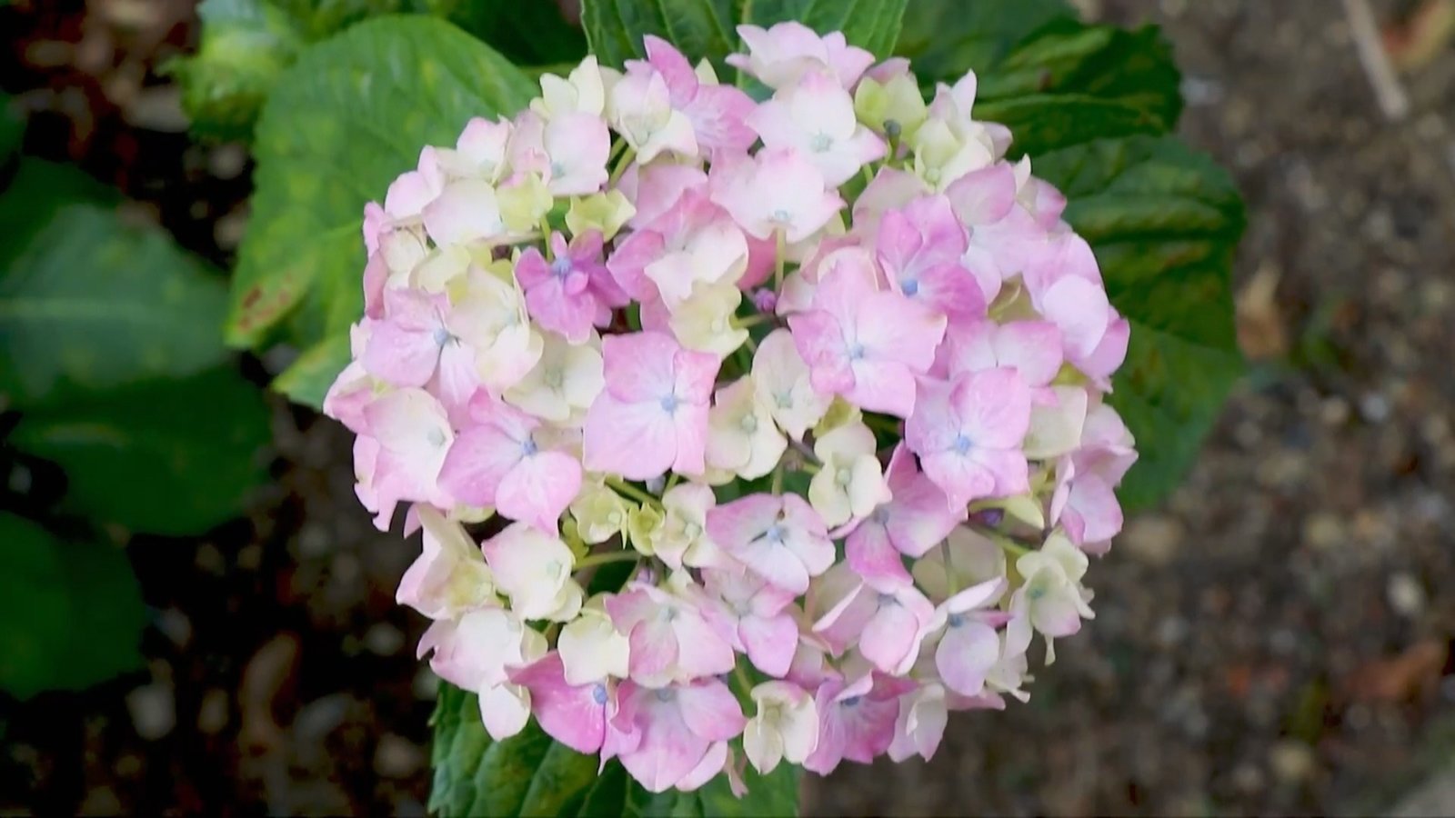 京寺內繡球花放絢麗 徜徉花海綻美麗心情