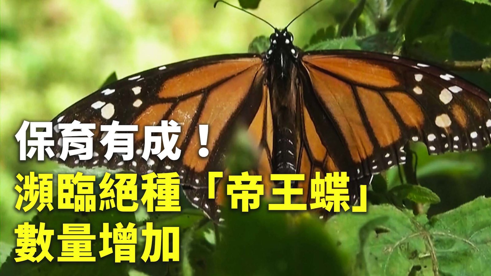 保育有成!瀕臨絕種「帝王蝶」數量增加