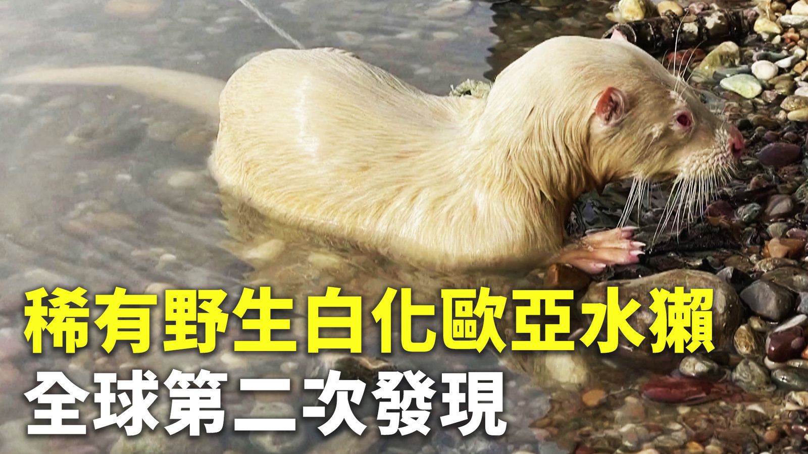 稀有野生白化歐亞水獺 全球第二次發現