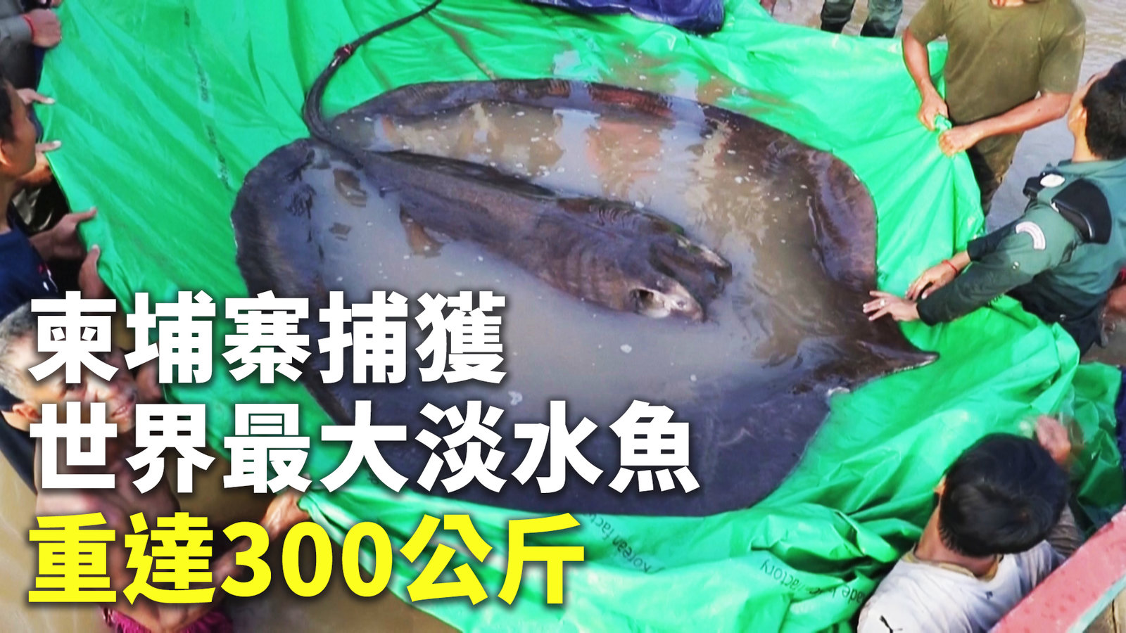 柬埔寨捕獲世界最大淡水魚 重達300公斤