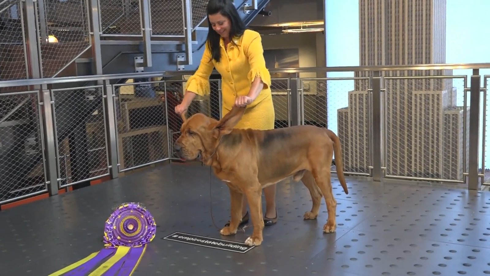 獵犬「小號」 贏得最佳表演獎 紐約帝國大廈亮相