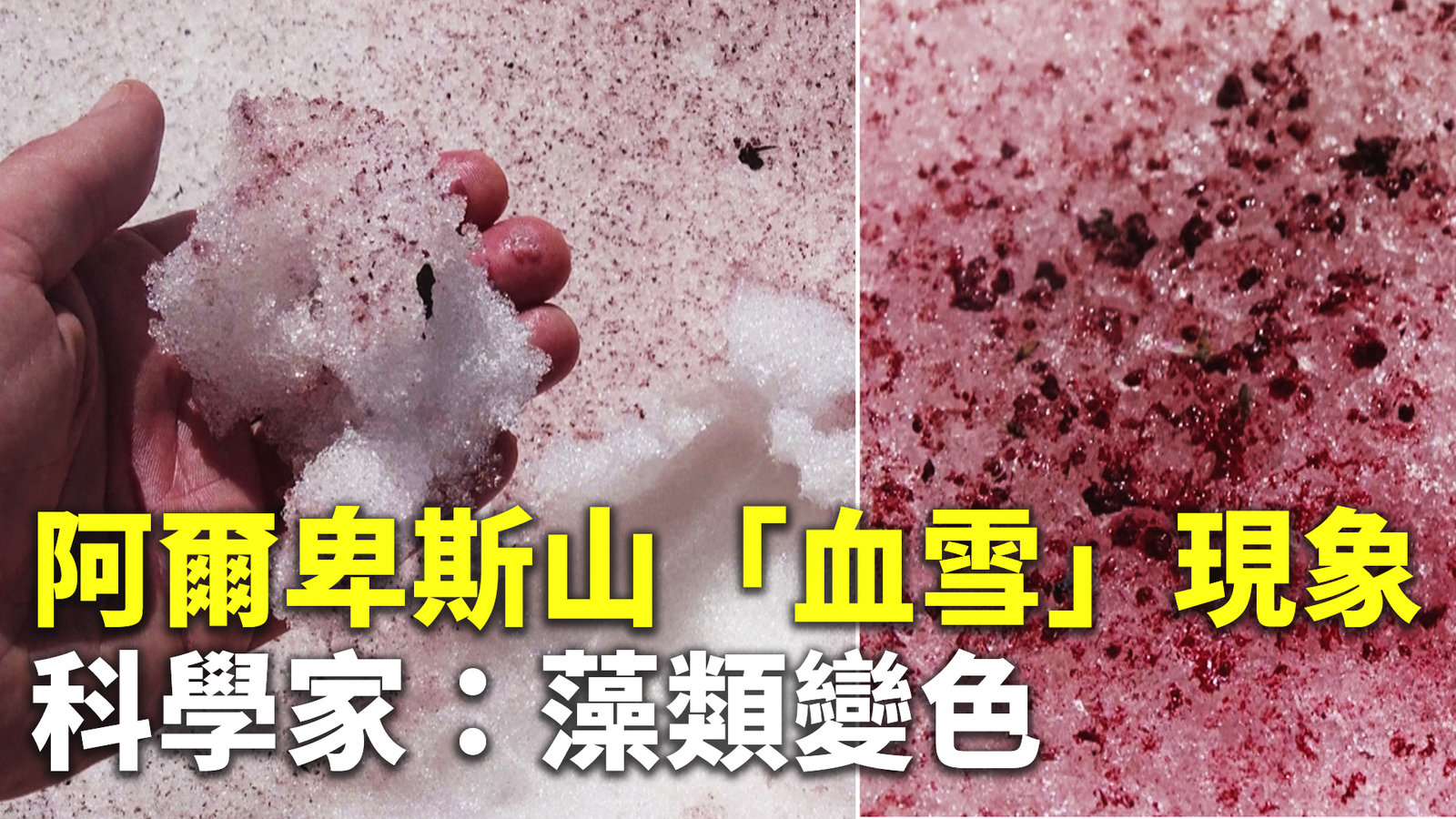 阿爾卑斯山「血雪」現象 科學家:藻類變色