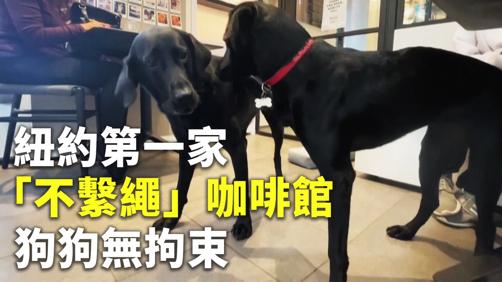 紐約第一家「不繫繩」咖啡館 狗狗無拘束