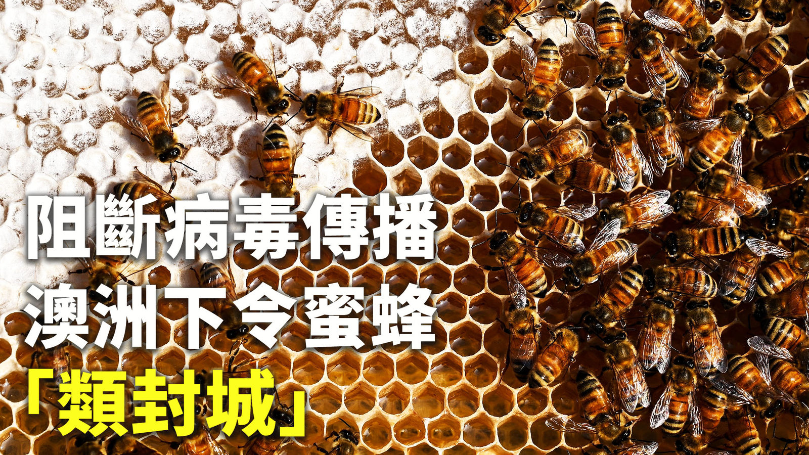 阻斷病毒傳播 澳洲下令蜜蜂「類封城」