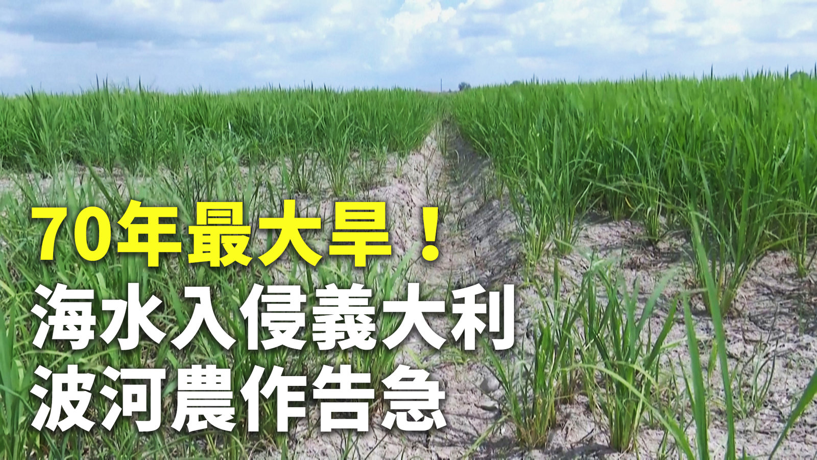 70年最大旱!海水入侵義大利波河農作告急