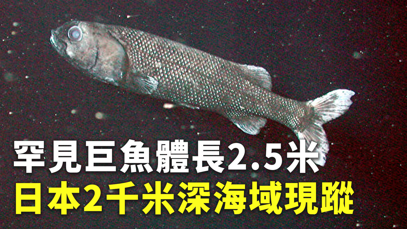 罕見巨魚體長2.5米 日本2千米深海域現蹤