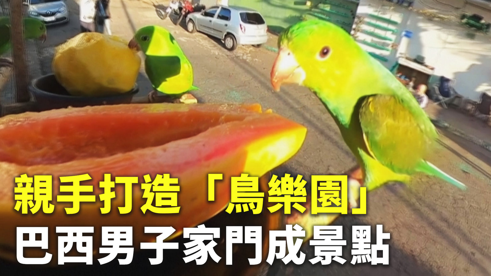 親手打造「鳥樂園」 巴西男子家門成景點