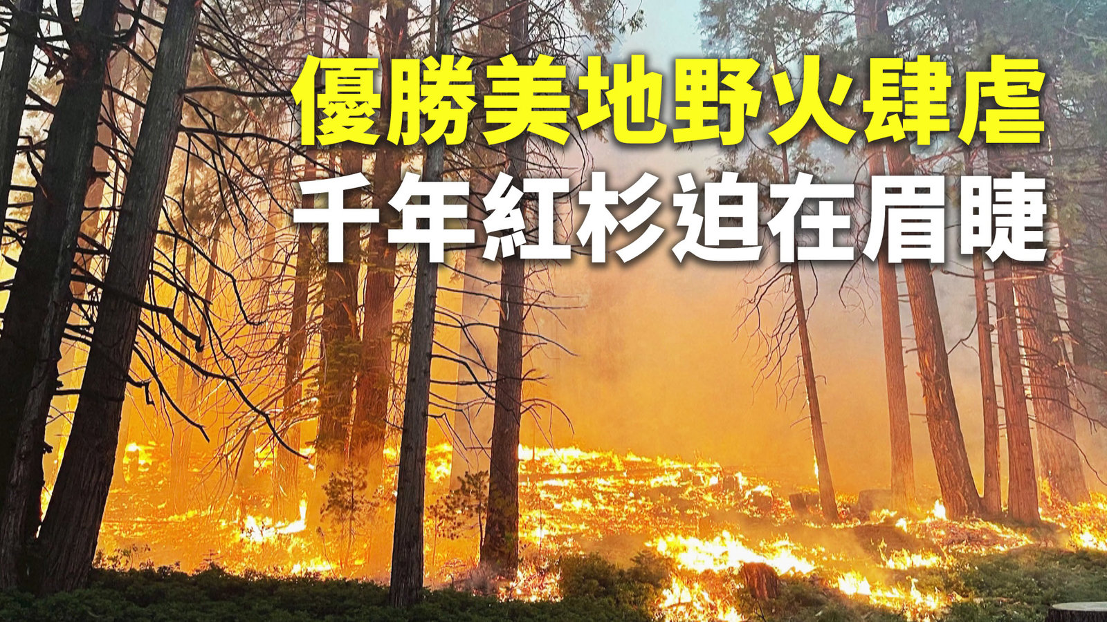 優勝美地野火肆虐 千年紅杉迫在眉睫