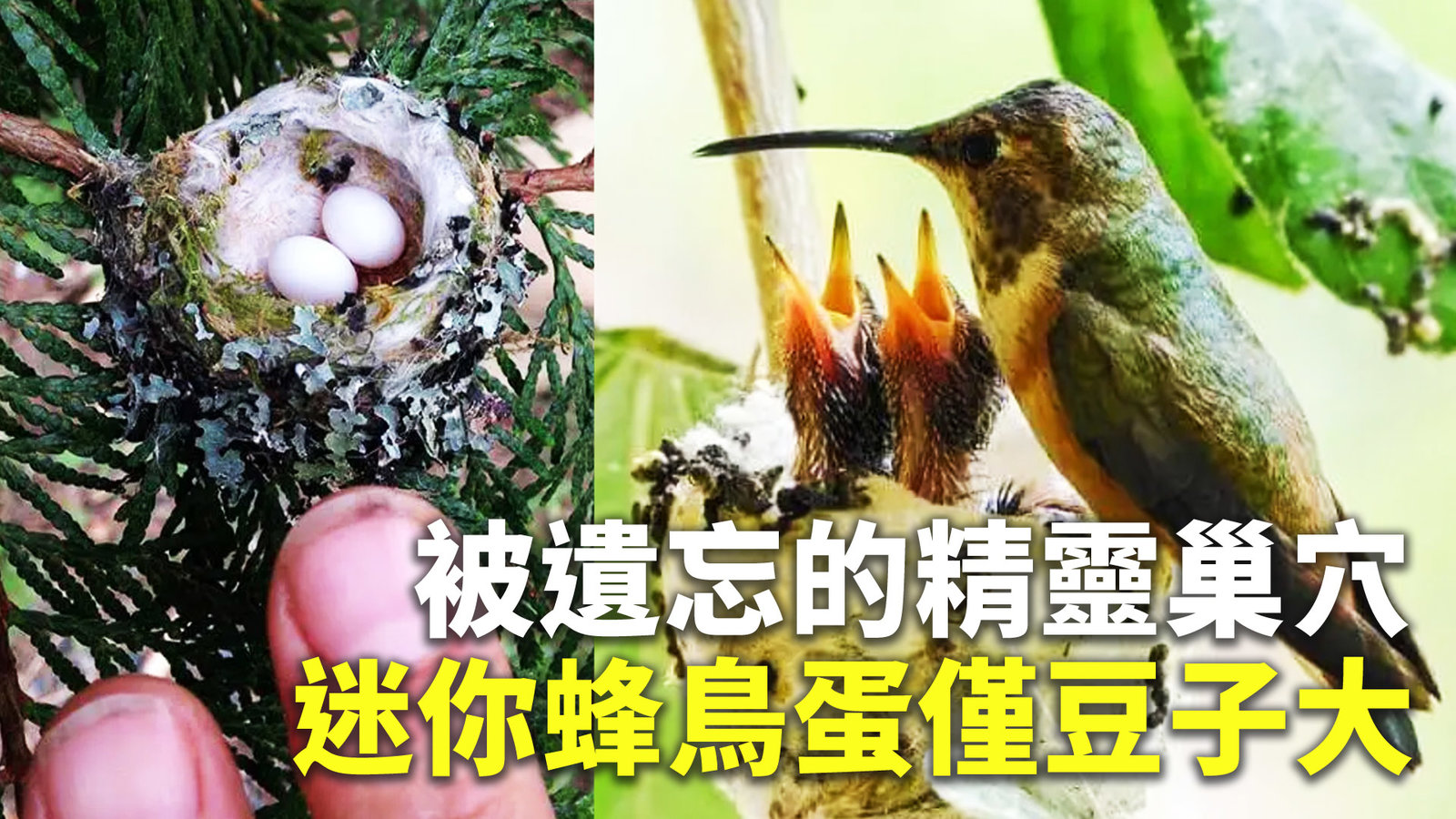 被遺忘的精靈巢穴 迷你蜂鳥蛋僅豆子大