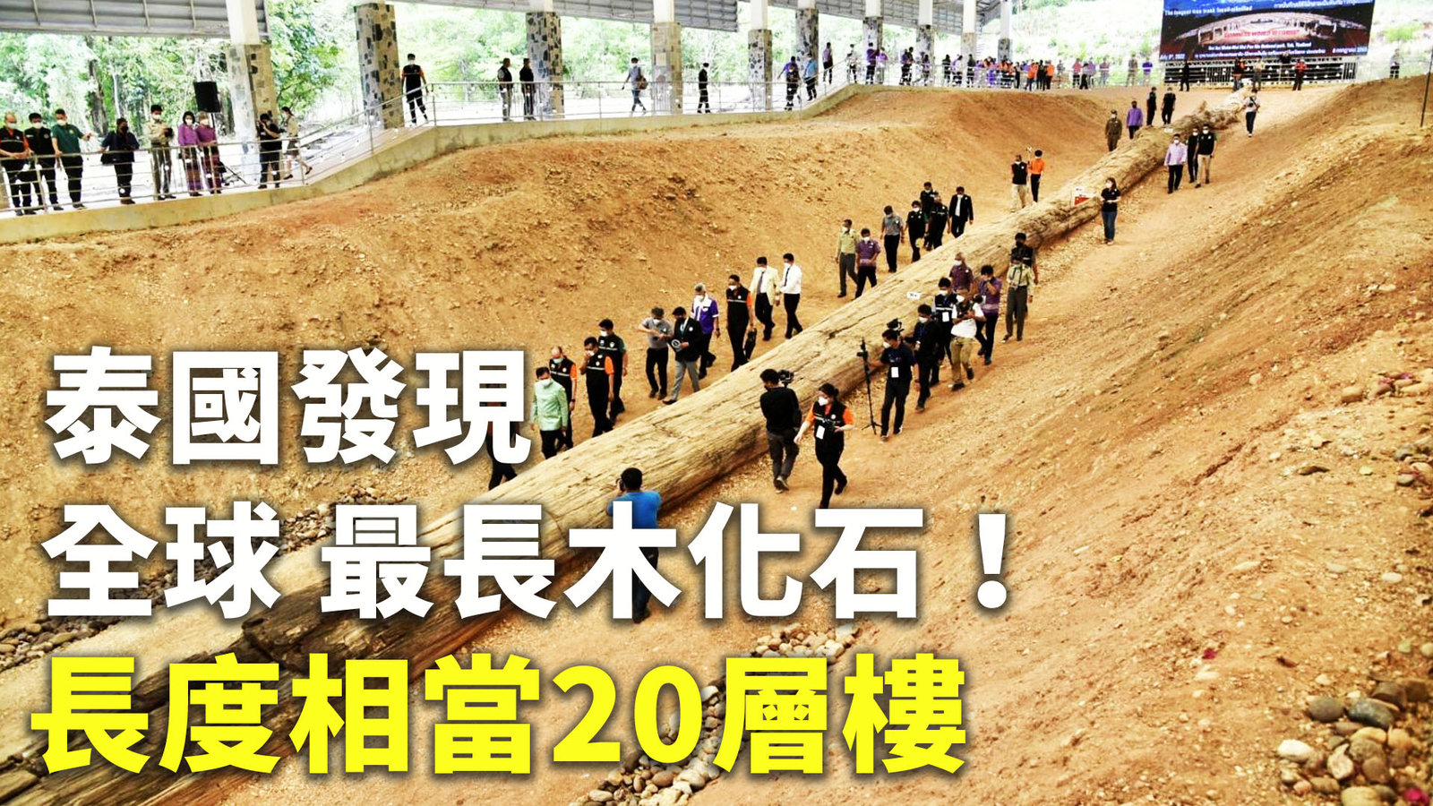 泰國發現全球最長木化石!長度相當20層樓