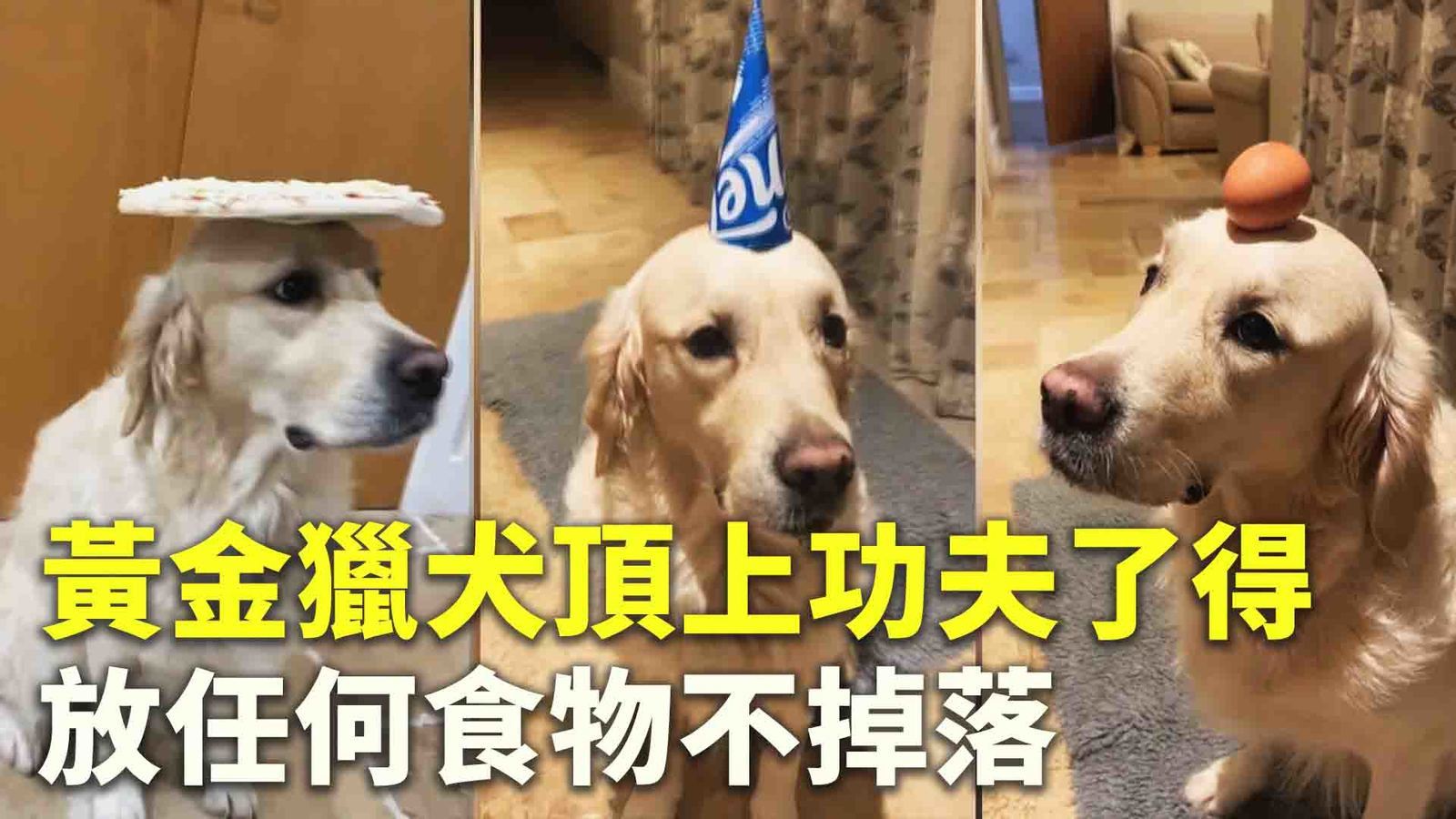 黃金獵犬頂上功夫了得 放任何食物不掉落
