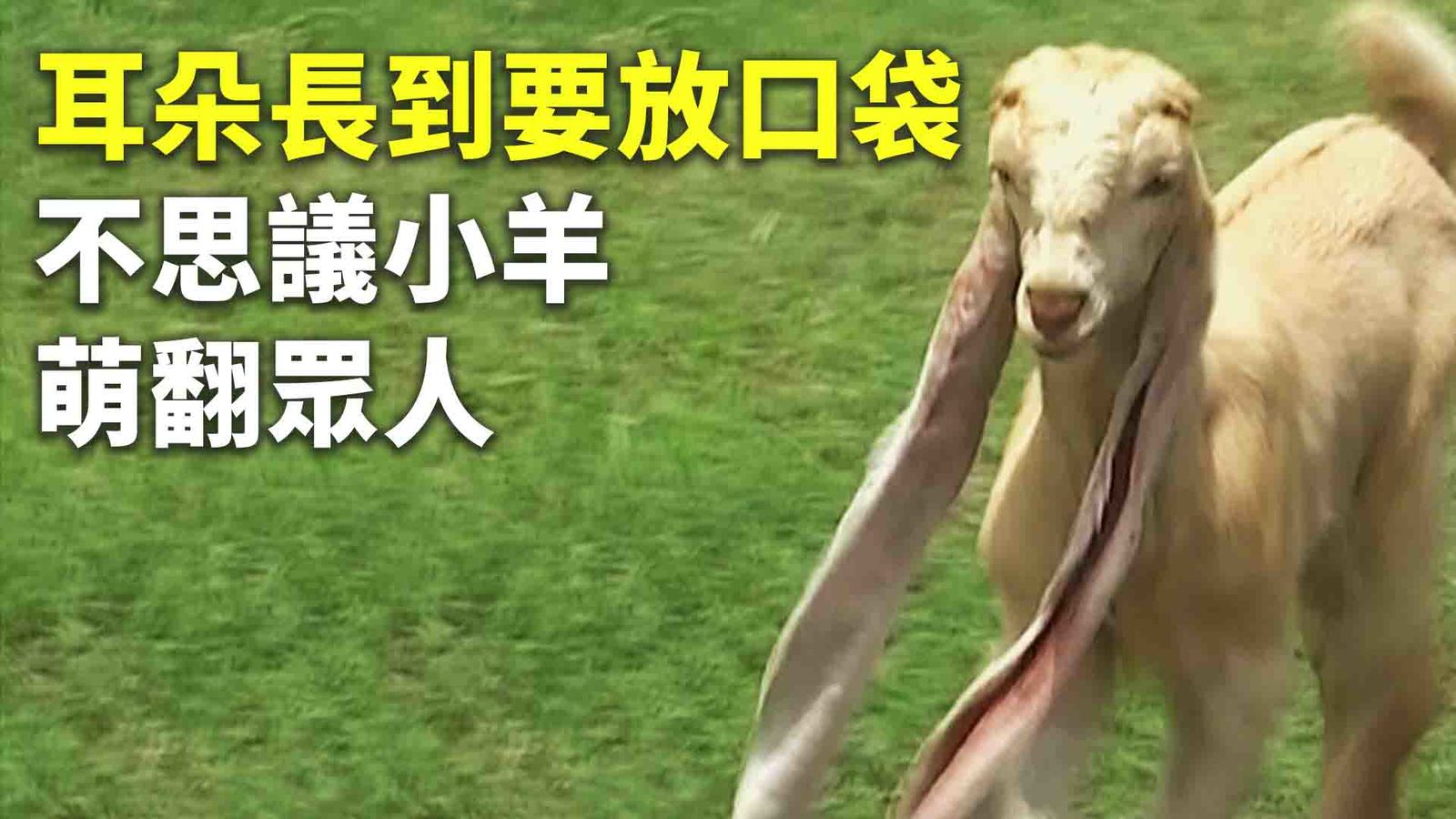 耳朵長到要放口袋 不思議小羊萌翻眾人