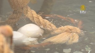 煮蛋趣!宜蘭清水地熱公園 暑假人潮不減