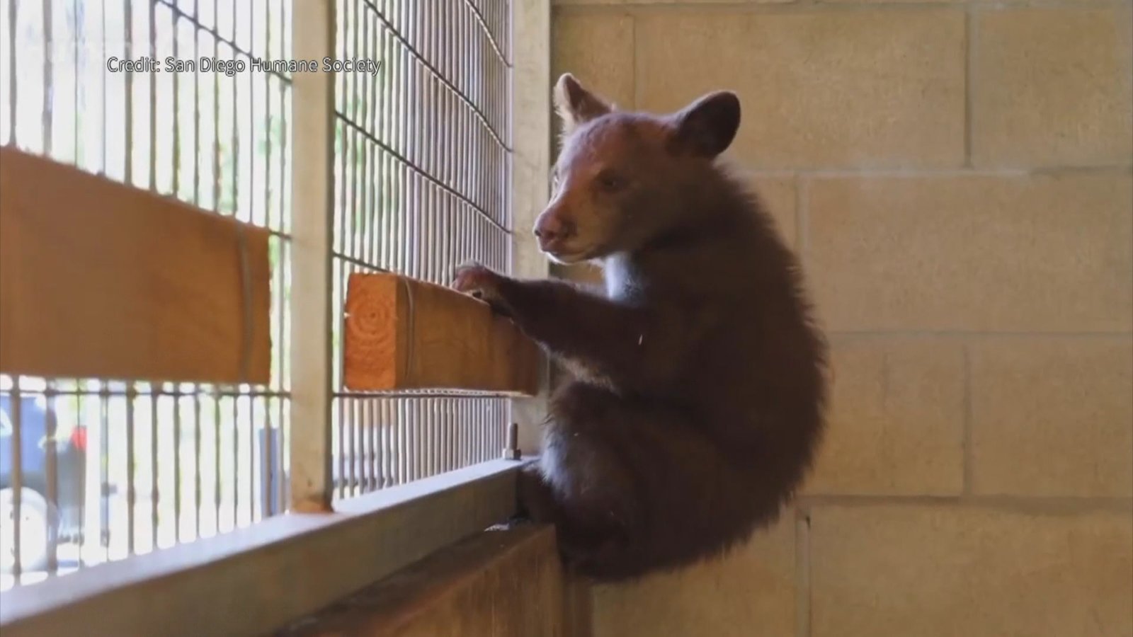 聖地亞哥3隻孤兒小熊獲救 暫由動保機構照護