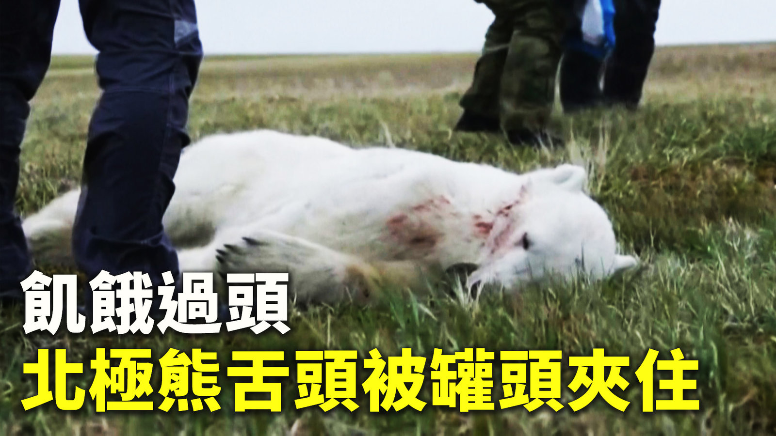 飢餓過頭 北極熊舌頭被罐頭夾住