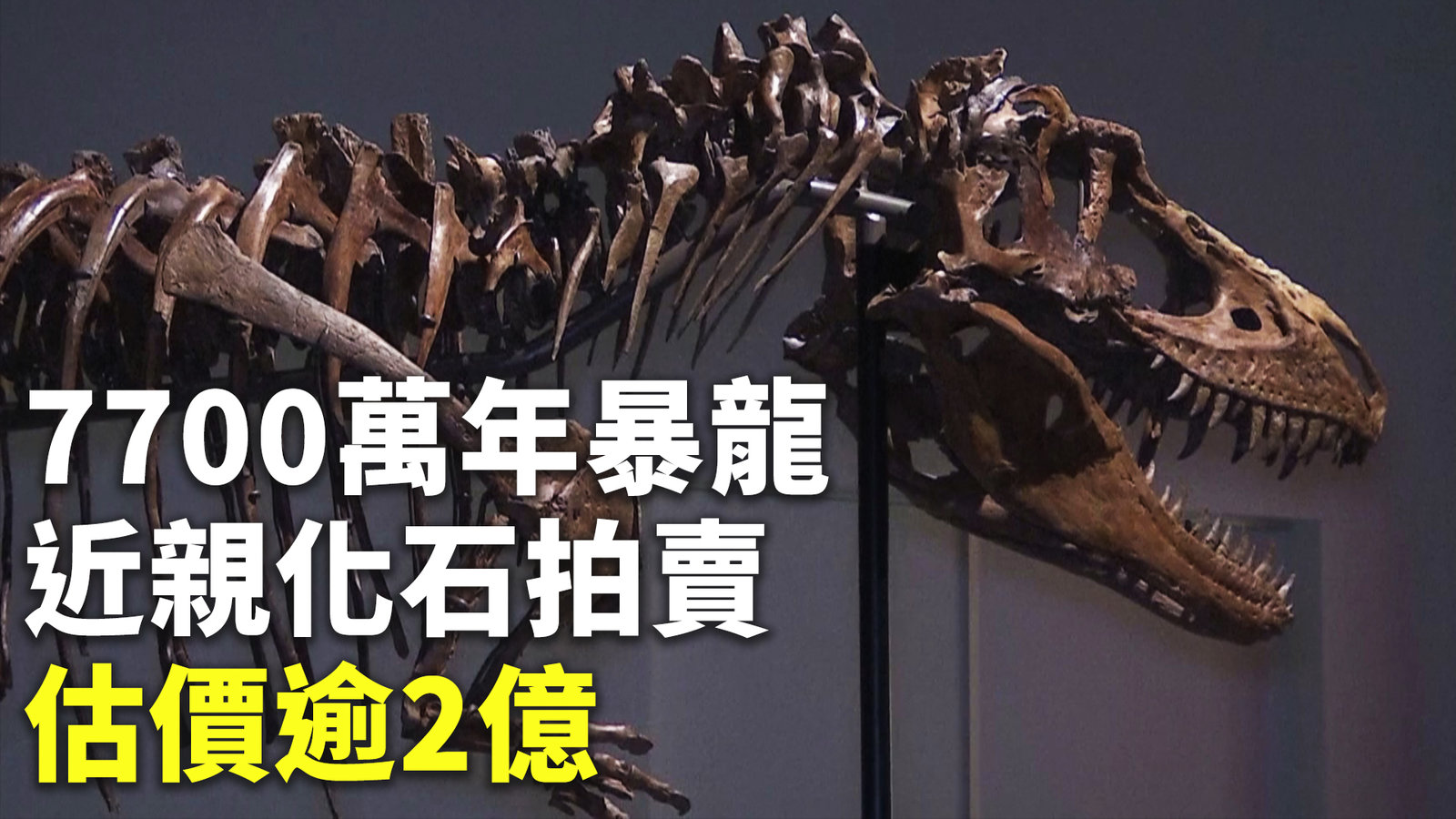 7700萬年暴龍近親化石拍賣 估價逾2億