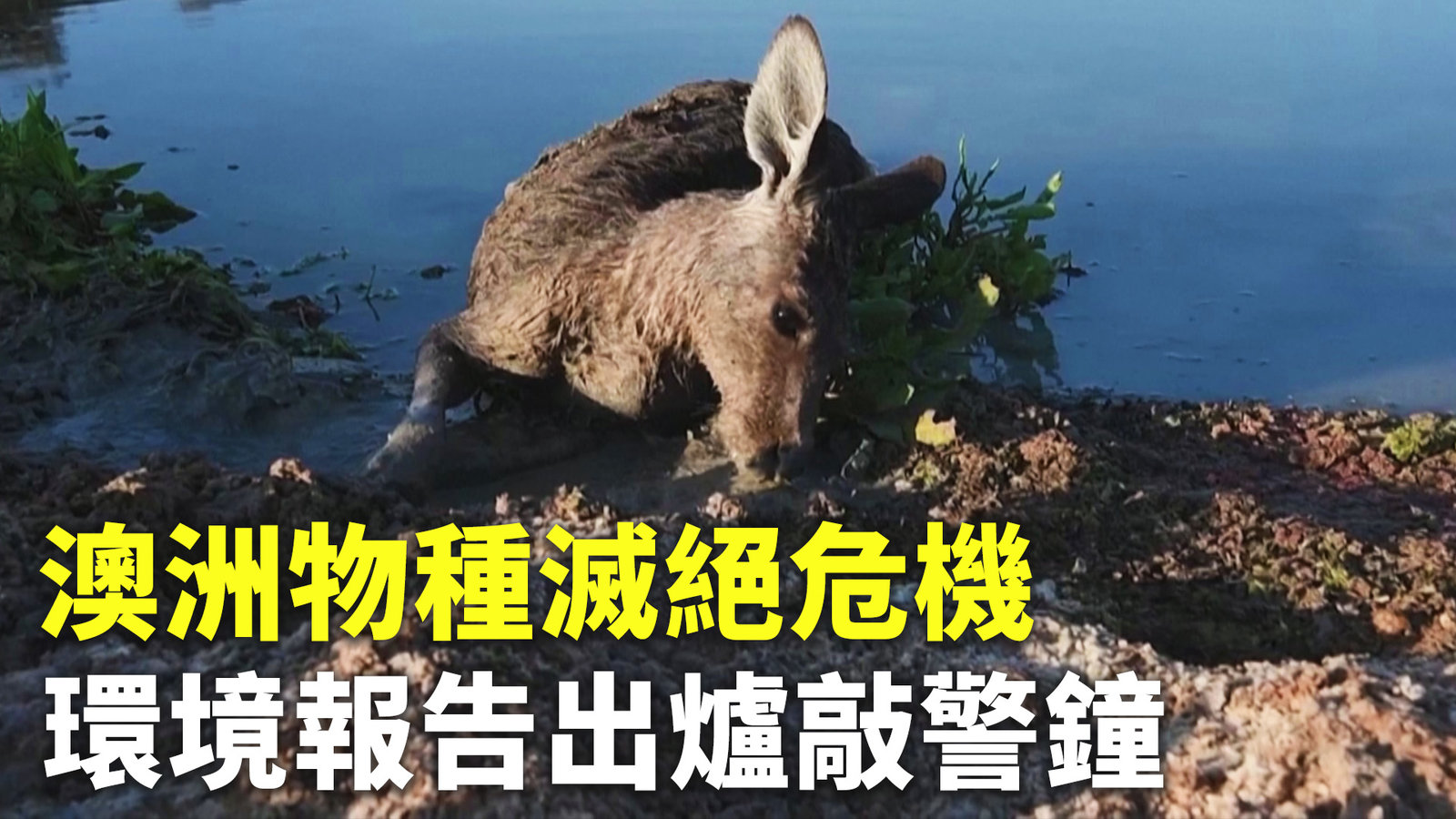 澳洲物種滅絕危機 環境報告出爐敲警鐘