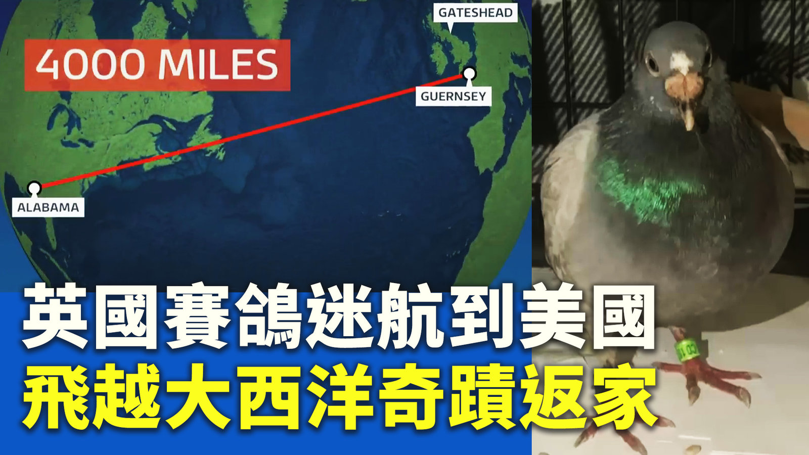 英國賽鴿迷航到美國 飛越大西洋奇蹟返家