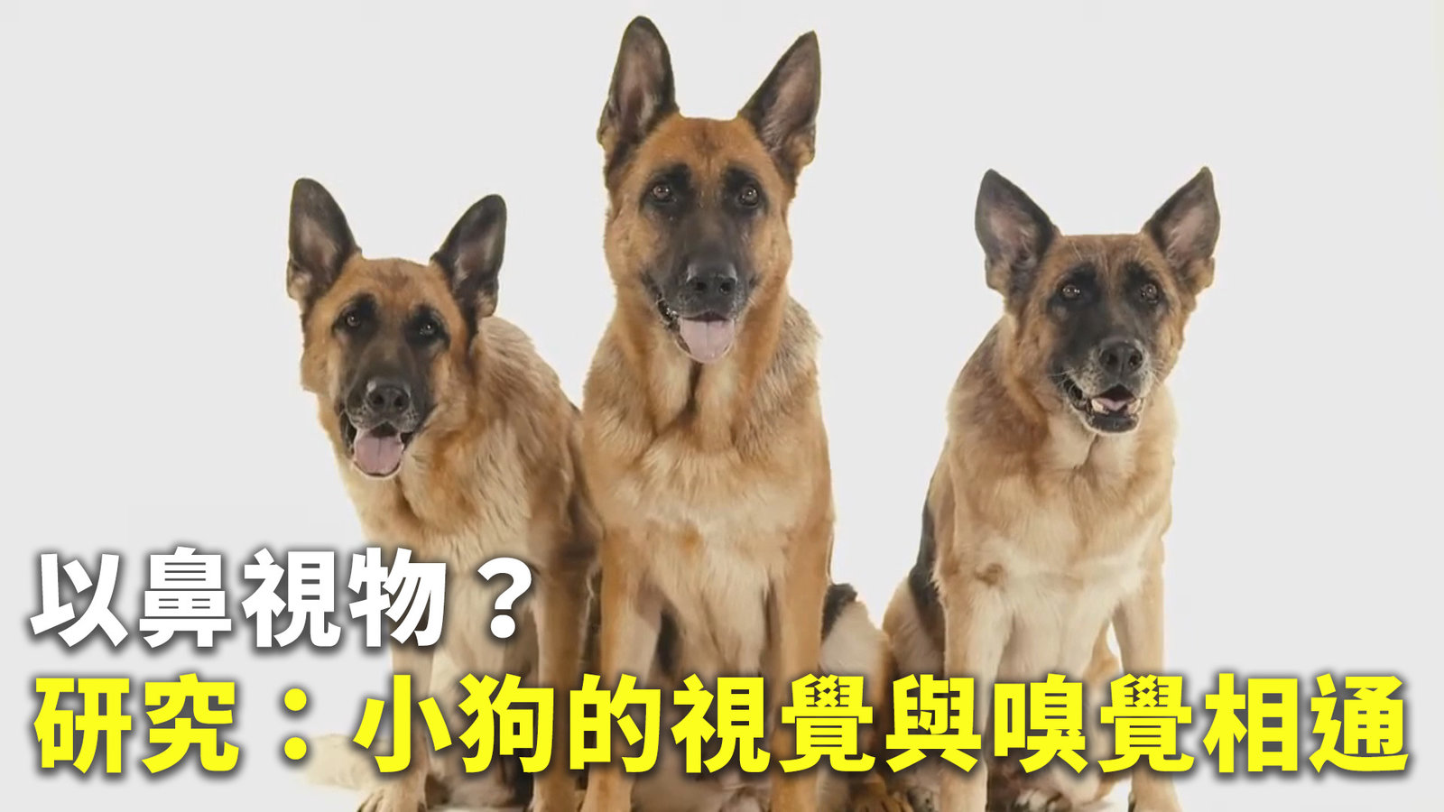以鼻視物?研究:小狗的視覺與嗅覺相通