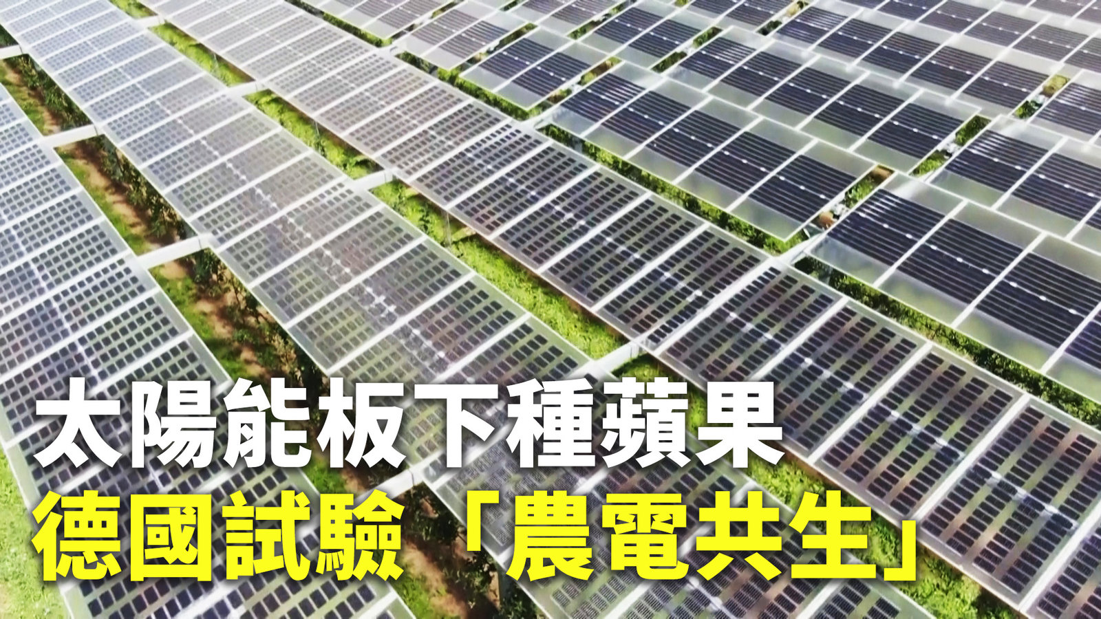 太陽能板下種蘋果 德國試驗「農電共生」