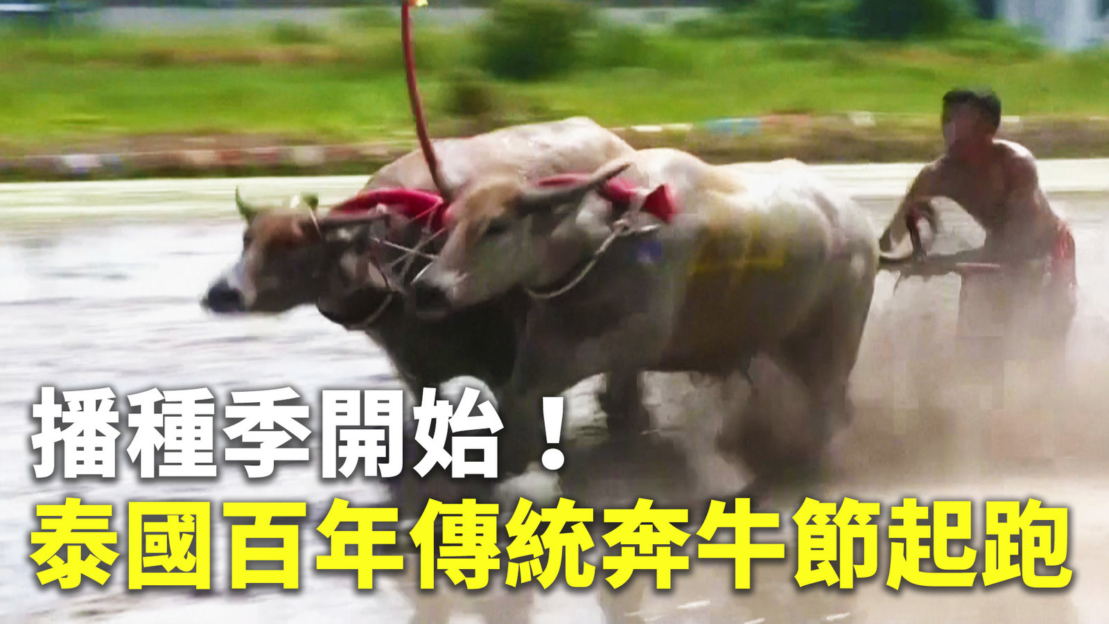 播種季開始!泰國百年傳統奔牛節起跑