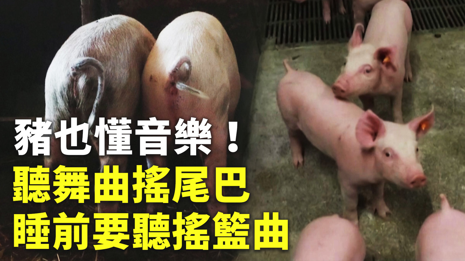 豬也懂音樂!聽舞曲搖尾巴 睡前要聽搖籃曲
