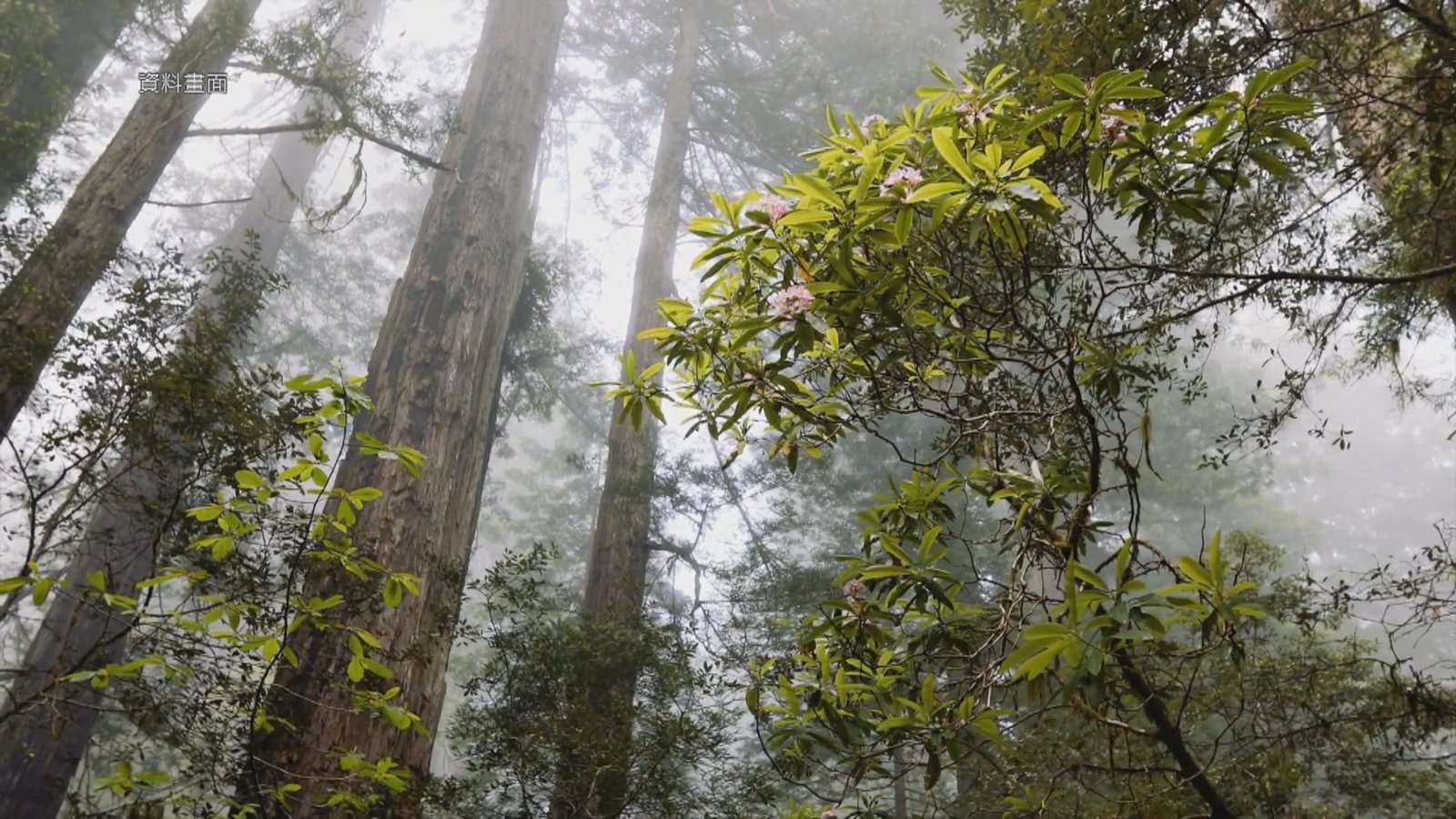 近身觀賞世界最高老樹 民眾恐遭罰五千元