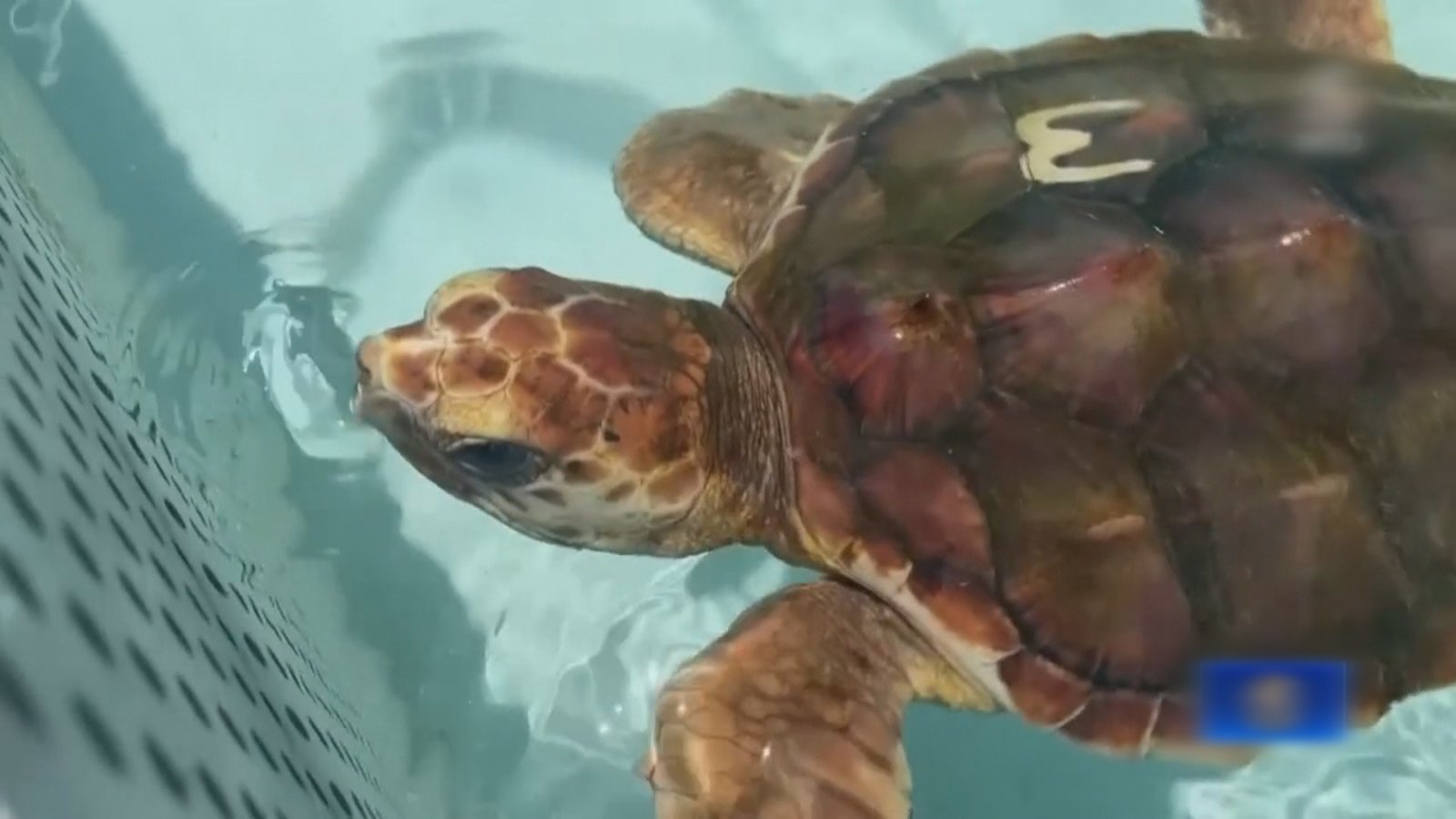 夏日太炎熱 佛州新生海龜寶寶全是雌性