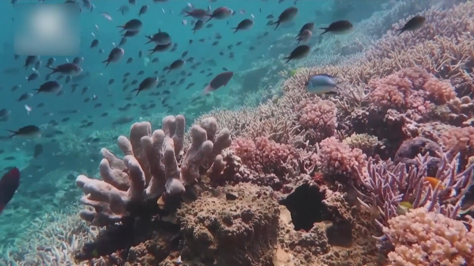 大堡礁展現活力 珊瑚覆蓋率達36年峰值