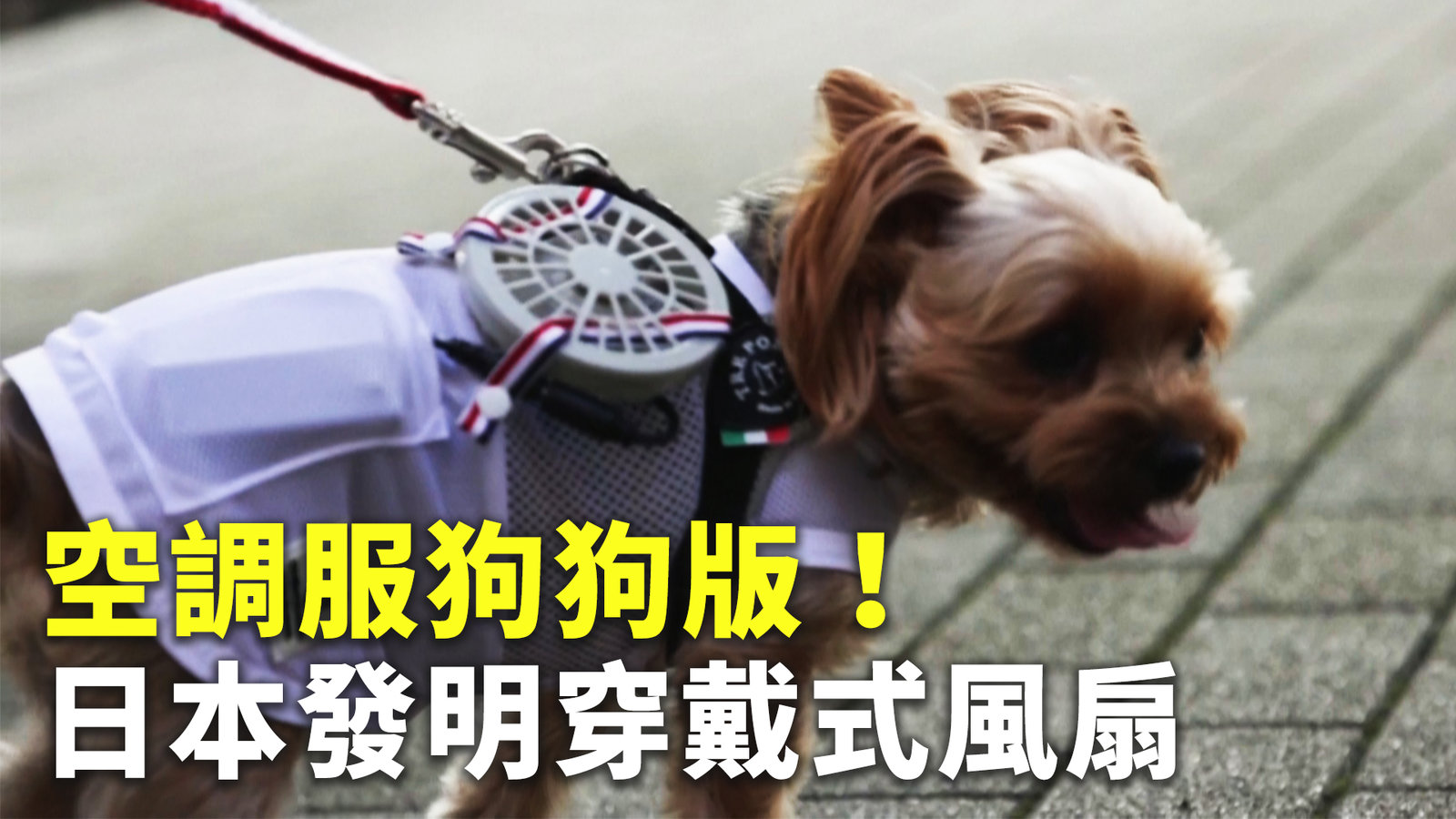 空調服狗狗版!日本發明穿戴式風扇