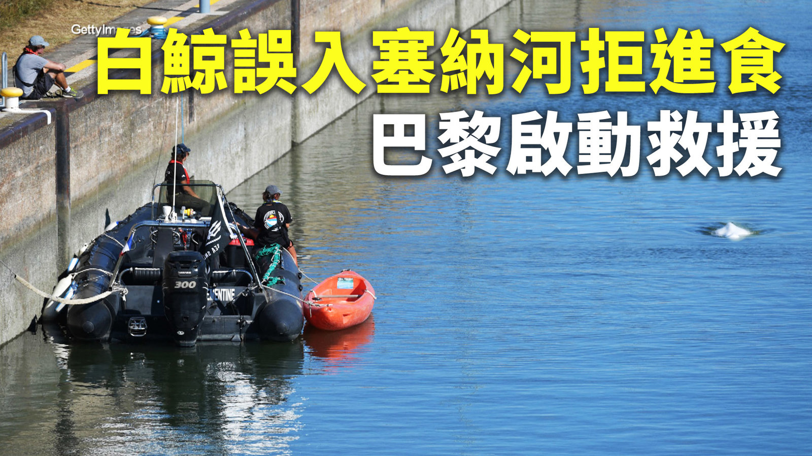 白鯨誤入塞納河拒進食 巴黎啟動救援