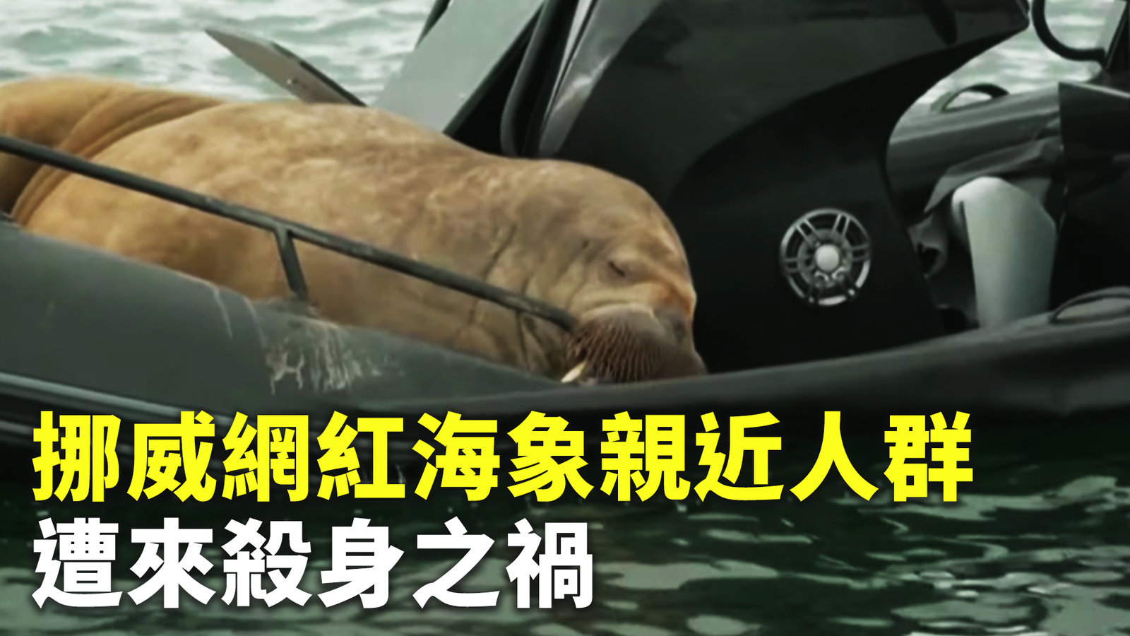 挪威網紅海象親近人群 遭來殺身之禍