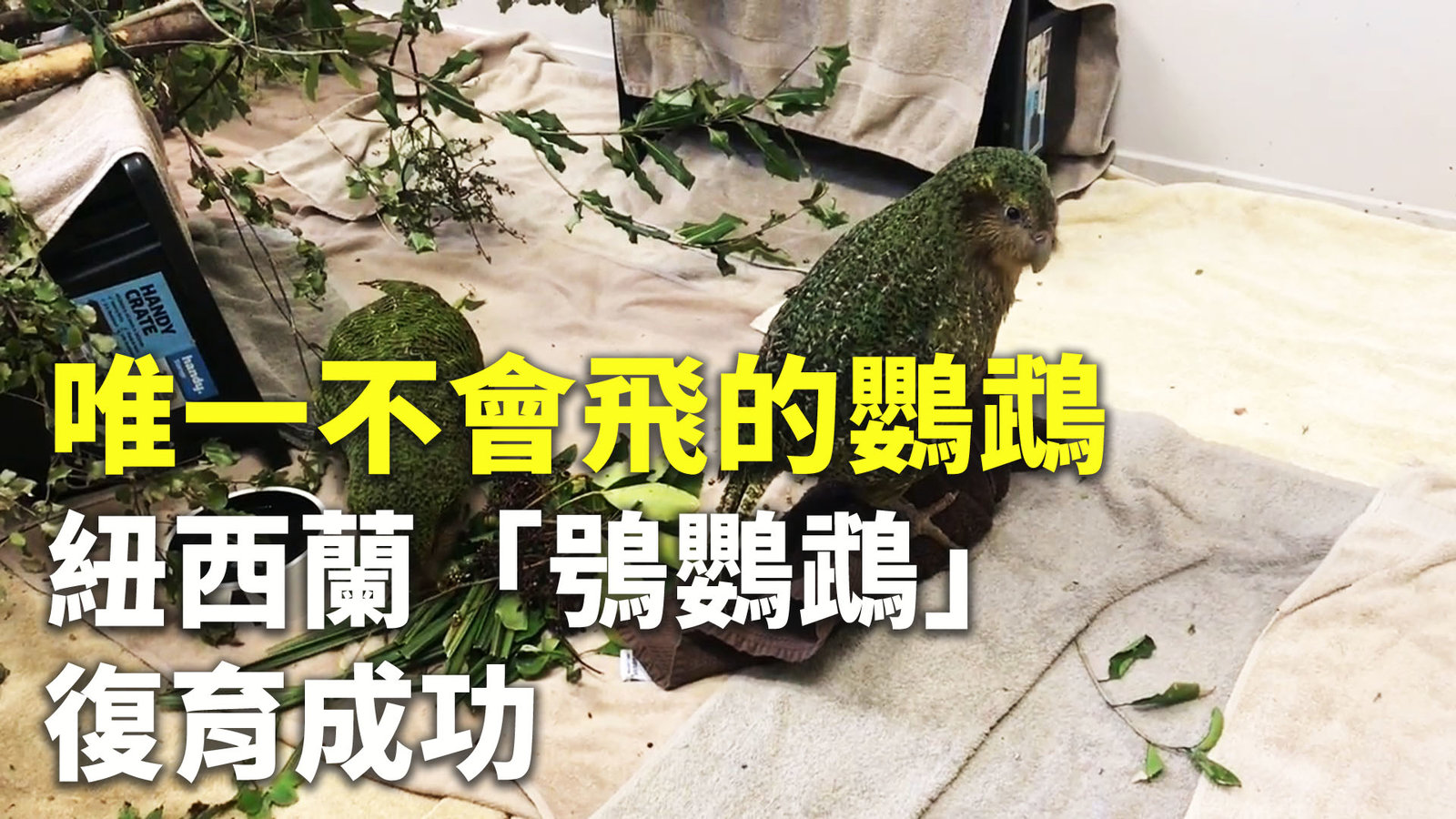 唯一不會飛的鸚鵡 紐西蘭「鴞鸚鵡」復育成功