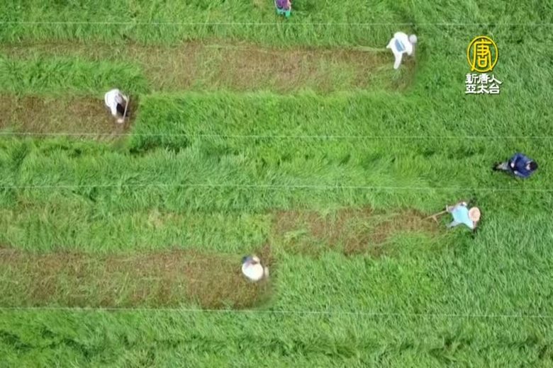 立陶宛鐮刀割草比賽 提倡回歸自然