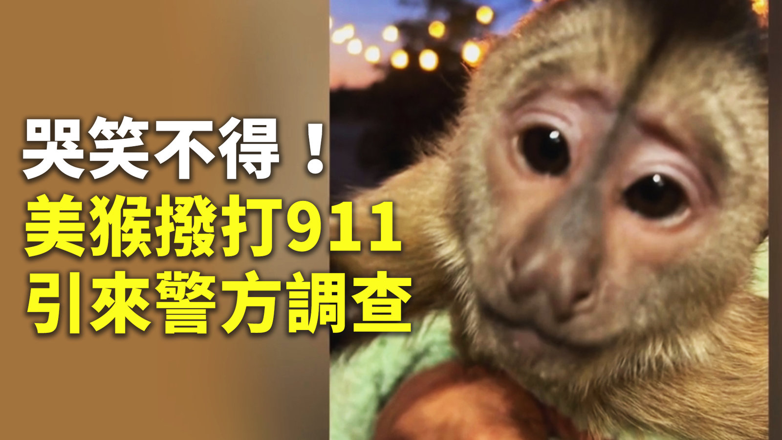 哭笑不得!美猴撥打911 引來警方調查