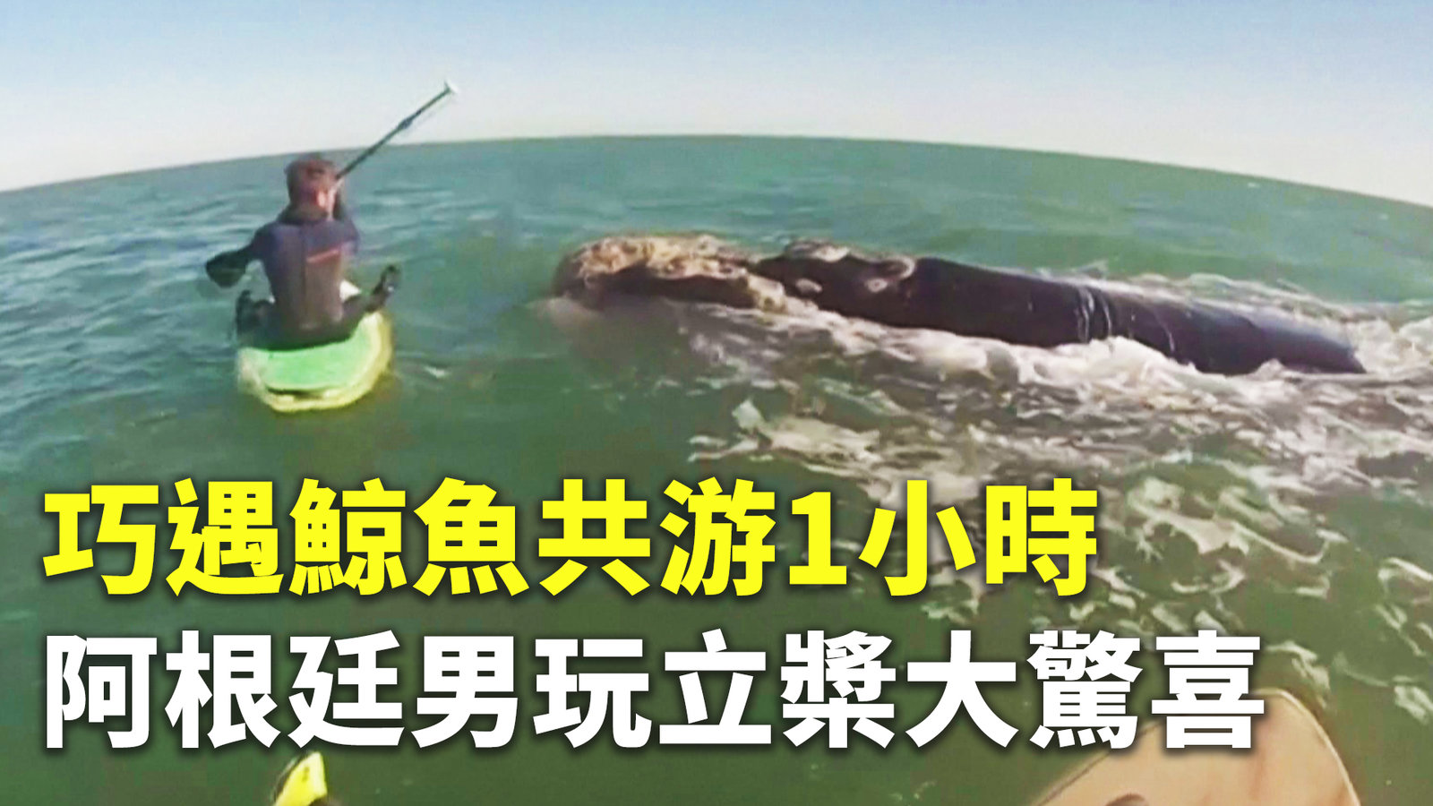 巧遇鯨魚共游1小時 阿根廷男玩立槳大驚喜
