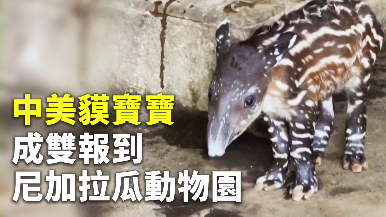 中美貘寶寶 成雙報到尼加拉瓜動物園