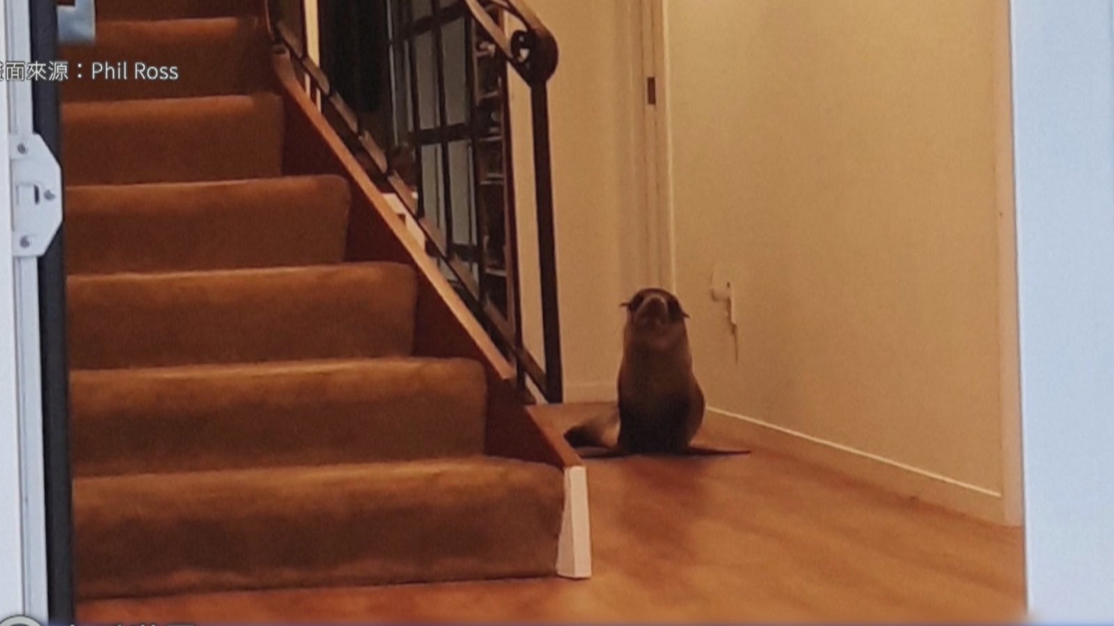 海豹誤闖紐西蘭民宅 不速之客嚇壞貓咪