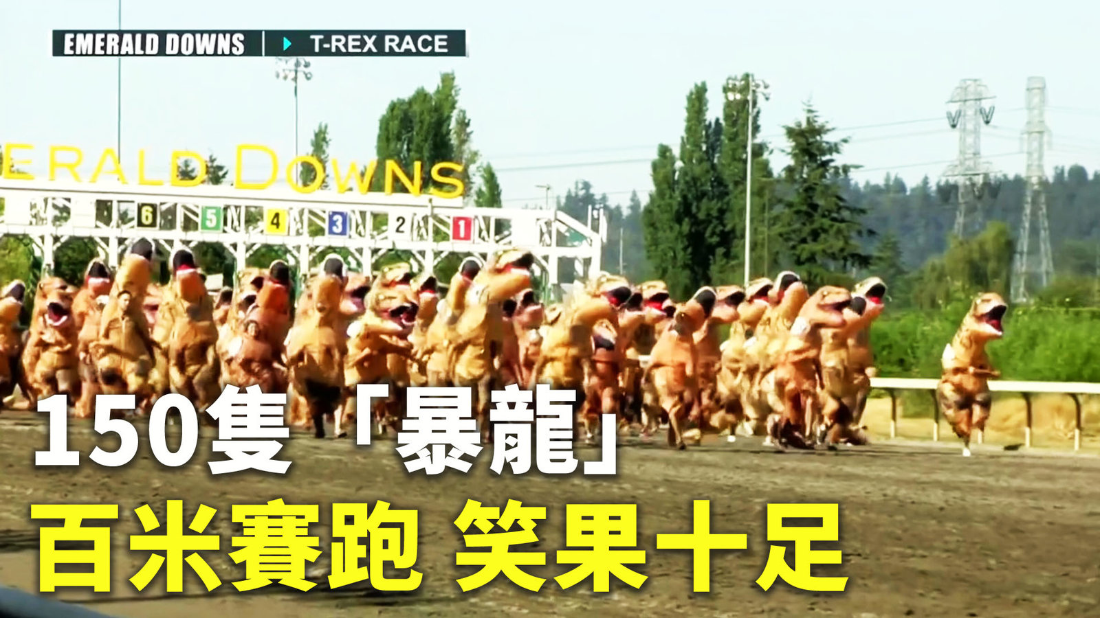 150隻「暴龍」百米賽跑 笑果十足