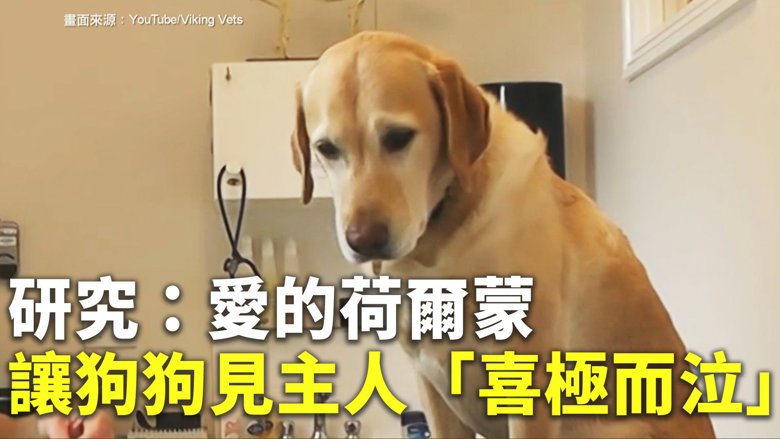 研究:愛的荷爾蒙讓狗狗見主人「喜極而泣」